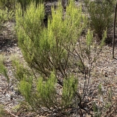 Exocarpos strictus (Dwarf Cherry) at Kybeyan State Conservation Area - 9 Apr 2023 by Steve_Bok