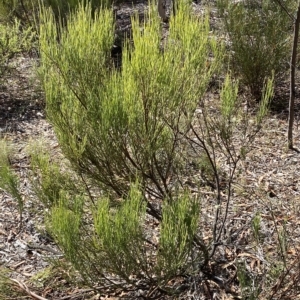 Exocarpos strictus at Numeralla, NSW - 9 Apr 2023