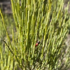 Exocarpos strictus at Numeralla, NSW - 9 Apr 2023