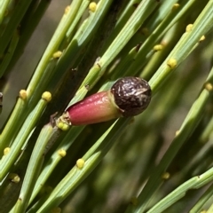 Exocarpos strictus at Numeralla, NSW - 9 Apr 2023