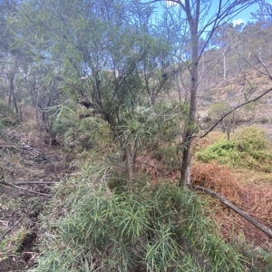 Lomatia myricoides at Numeralla, NSW - 10 Apr 2023