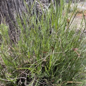 Bossiaea riparia at Numeralla, NSW - suppressed