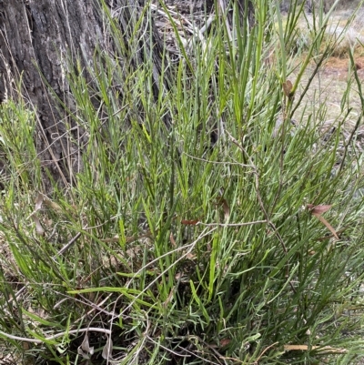 Bossiaea riparia at Numeralla, NSW - 10 Apr 2023 by SteveBorkowskis