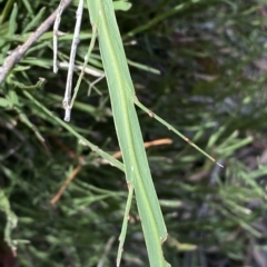 Bossiaea riparia at Numeralla, NSW - suppressed