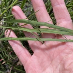 Bossiaea riparia at Numeralla, NSW - suppressed