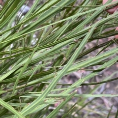 Bossiaea riparia at Numeralla, NSW - suppressed