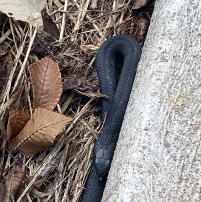 Pseudechis porphyriacus (Red-bellied Black Snake) at Numeralla, NSW - 10 Apr 2023 by SteveBorkowskis