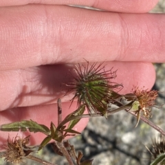 Geum urbanum (Herb Bennet) at Cotter River, ACT - 12 Mar 2023 by Tapirlord