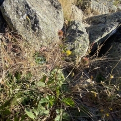 Geum urbanum at Cotter River, ACT - 12 Mar 2023