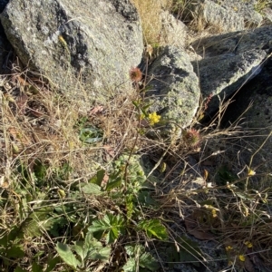 Geum urbanum at Cotter River, ACT - 12 Mar 2023