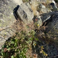 Geum urbanum at Cotter River, ACT - 12 Mar 2023 08:30 AM