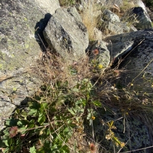 Geum urbanum at Cotter River, ACT - 12 Mar 2023