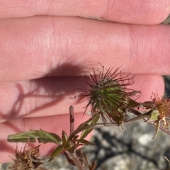 Geum urbanum at Cotter River, ACT - 12 Mar 2023 08:30 AM