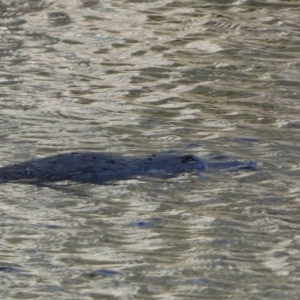 Ornithorhynchus anatinus at Numeralla, NSW - suppressed