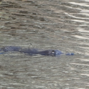 Ornithorhynchus anatinus at Numeralla, NSW - 10 Apr 2023