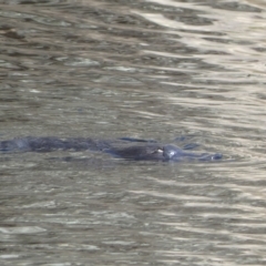 Ornithorhynchus anatinus at Numeralla, NSW - suppressed