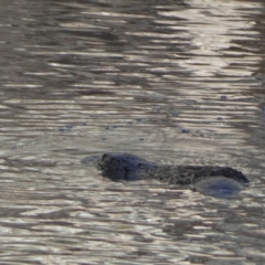 Ornithorhynchus anatinus at Numeralla, NSW - suppressed