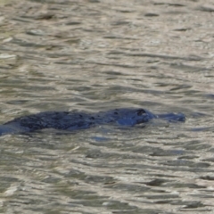 Ornithorhynchus anatinus at Numeralla, NSW - suppressed