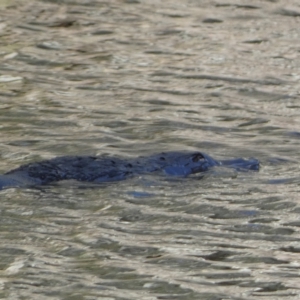 Ornithorhynchus anatinus at Numeralla, NSW - 10 Apr 2023