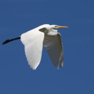 Ardea alba at Isabella Plains, ACT - 10 Apr 2023 01:44 PM