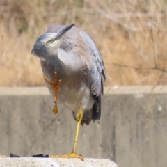 Egretta novaehollandiae (White-faced Heron) at Isabella Plains, ACT - 10 Apr 2023 by RodDeb