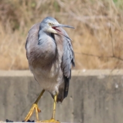 Egretta novaehollandiae at Isabella Plains, ACT - 10 Apr 2023 12:21 PM