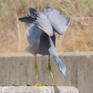 Egretta novaehollandiae at Isabella Plains, ACT - 10 Apr 2023