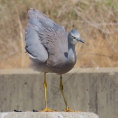 Egretta novaehollandiae at Isabella Plains, ACT - 10 Apr 2023 12:21 PM