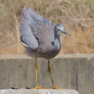 Egretta novaehollandiae at Isabella Plains, ACT - 10 Apr 2023 12:21 PM