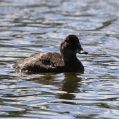 Oxyura australis at Isabella Plains, ACT - 10 Apr 2023