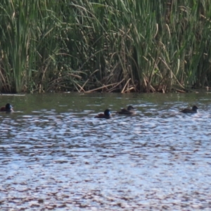 Oxyura australis at Isabella Plains, ACT - 10 Apr 2023