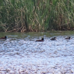 Oxyura australis at Isabella Plains, ACT - 10 Apr 2023