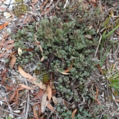 Gompholobium minus (Dwarf Wedge Pea) at Windellama, NSW - 20 Mar 2023 by Handke6