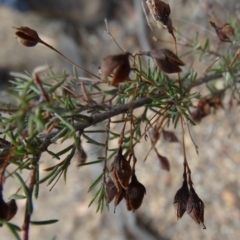 Dillwynia sp. Trichopoda (J.H.Maiden & J.L.Boorman s.n. 40290) NSW Herbarium at Tarago, NSW - 20 Mar 2023