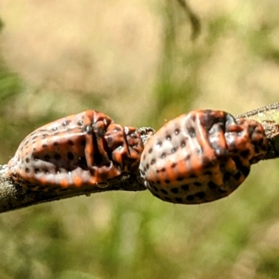 Icerya acaciae (Acacia mealy bug) at Greenway, ACT - 10 Apr 2023 by HelenCross