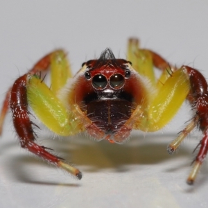 Mopsus mormon at Wellington Point, QLD - suppressed