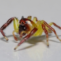 Mopsus mormon at Wellington Point, QLD - suppressed