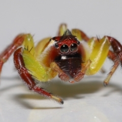 Mopsus mormon at Wellington Point, QLD - suppressed