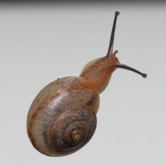 Bradybaena similaris at Wellington Point, QLD - suppressed