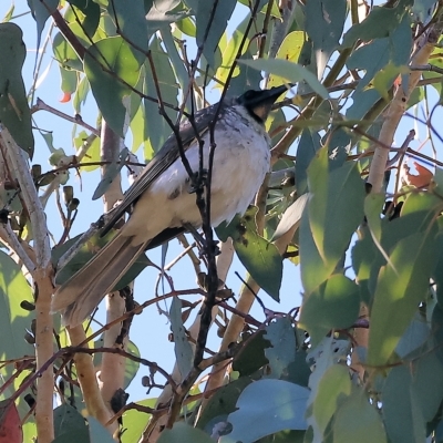 Philemon corniculatus (Noisy Friarbird) at West Wodonga, VIC - 9 Apr 2023 by KylieWaldon