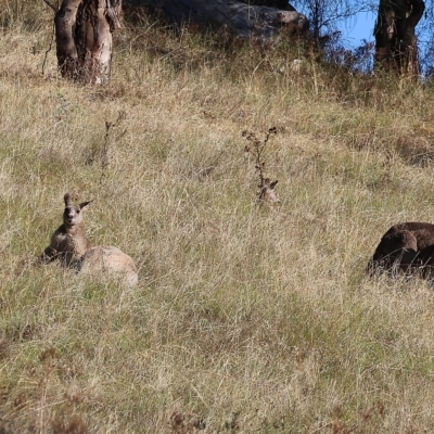 Macropus giganteus (Eastern Grey Kangaroo) at West Wodonga, VIC - 10 Apr 2023 by KylieWaldon