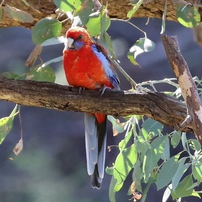 Platycercus elegans (Crimson Rosella) at West Wodonga, VIC - 10 Apr 2023 by KylieWaldon