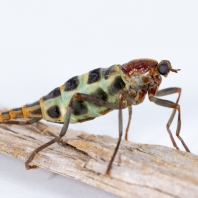 Boreoides subulatus (Wingless Soldier Fly) at Aranda, ACT - 10 Apr 2023 by MarkT