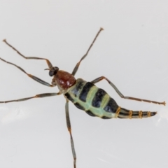 Boreoides subulatus at Aranda, ACT - 10 Apr 2023