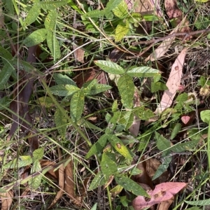 Cullen microcephalum at Bimberi, NSW - 12 Mar 2023