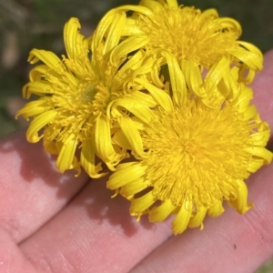 Podolepis hieracioides at Bimberi, NSW - 12 Mar 2023