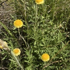 Coronidium monticola at Bimberi, NSW - 12 Mar 2023