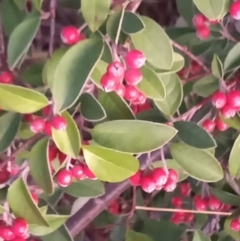 Cotoneaster pannosus (Cotoneaster) at Urambi Hills - 10 Apr 2023 by michaelb