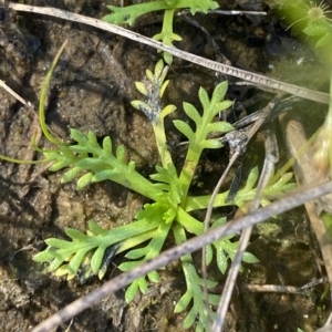 Cotula alpina at Bimberi, NSW - 12 Mar 2023