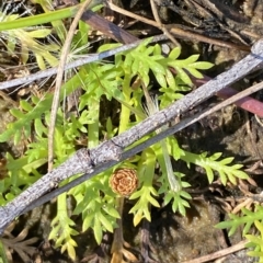 Cotula alpina at Bimberi, NSW - 12 Mar 2023